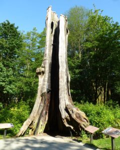 Stanley Park - Hollow Tree