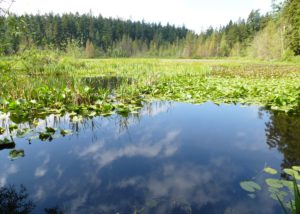 Stanley Park - Beaver Lake